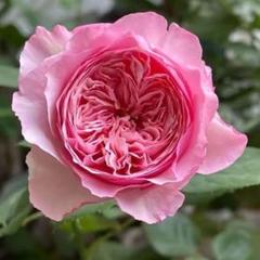 切り花品種バラ苗 レア VICTORIAN RE♡ Rose - メルカリ