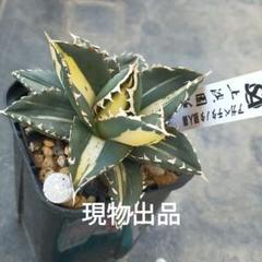 多肉植物・アガベ・チタノタ・【特選】狼人錦・美苗・斑入り