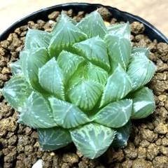 n*i様 多肉植物　ハオルチア　ブルーレンズオブツーサ錦　糊斑　超美品 ハオルチア：特大ブルーレンズ 3号鉢植え の通販 | 園芸ネット