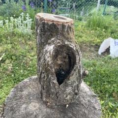 KK様用 クワリウム 天然クヌギ 天然樹 洞 佐賀県産 クワガタ クワリウム カブトムシ 昆虫 樹洞 天然木 止まり木