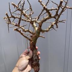 コミフォラ・ミルラ（Commiphora myrrha）ベアルート株　No11 Commiphora myrrha / コミフォラ ミルラ 【微発根】 | GREEN MON