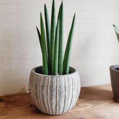 サンセベリア スタッキーの中古 未使用品 メルカリ