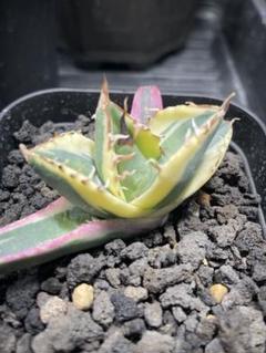 【斑入り】スナグルトゥース　鉢ごとメルカリ便発送 斑入り】スナグルトゥース 鉢ごとメルカリ便発送 - メルカリ