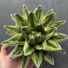 多肉植物アガベ 氷山 小株 3株同梱 多肉植物アガベ 氷山 小株 3株同梱 - メルカリ