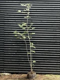 コハウチワカエデ/山採り天然木【現品発送】管理70449 2025年最新】コハウチワカエデの人気アイテム - メルカリ