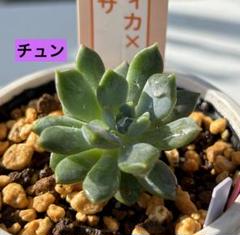 ㉒葵❣️よもぎもち❣️くもも❣️発根済!つぶつぶ屋さん