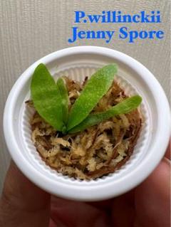 beckメルカリ便P. willinckii ’Jenny’ TC 303 ビカクシダ P.willinckii 'Jenny' TC From Yuan - メルカリ