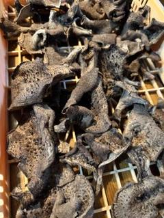 長野県産　乾燥　香茸　500g 乾燥香茸 天然｜napnap公式ショップ