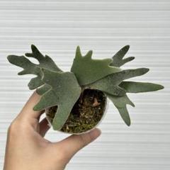 専用・メルカリ便P. willinckii ’Bacteria’ spore29 ビカクシダ P.willinckii 'Bacteria' spore - メルカリ