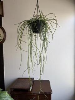 【カギしっぽの新芽がぴょこぴょこ】リプサリス パラドクサファイン 玉柳 カギしっぽの新芽がぴょこぴょこ】リプサリス パラドクサ