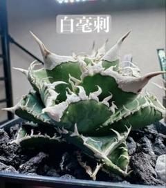 アガベ　チタノタ　白豪刺　子株付き 1791 多肉植物 アガベ チタノタ白豪刺 強棘 子株（管理No