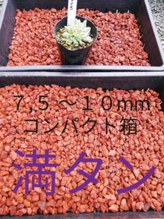 溶岩 7,5 ~10mm コンパクト箱満タン 赤色 多肉植物 盆栽 サボテン