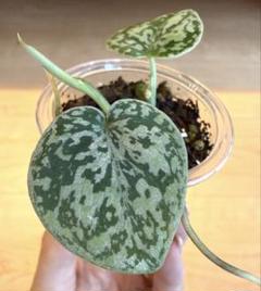観葉植物/棚卸セール スキンダプサス：ダークプリンセス 3号