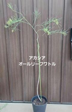 ぱど太郎ページ 四季咲き♡アカシア オールリーフワトル 鉢植え ミモザ ぱど太郎様専用ページ 四季咲き♡アカシア オールリーフワトル