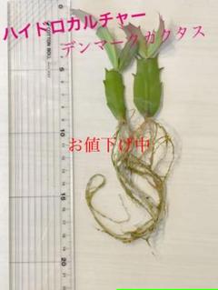 ミニ 観葉植物 ゼリーボールの中古 未使用品を探そう メルカリ