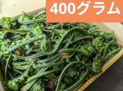 2025年最新】こごみの人気アイテム - メルカリ