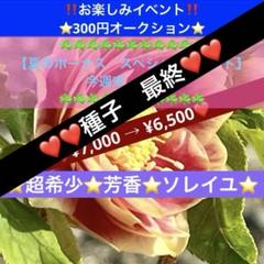 2025年最新】ソレイユ クリスマスローズの人気アイテム - メルカリ