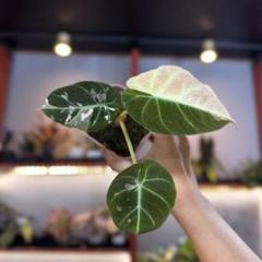 2025年最新】アロカシア 観葉植物の人気アイテム - メルカリ