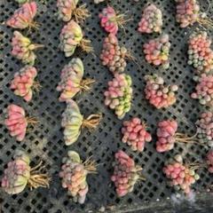 ラ*ル様 多肉植物 五十鈴玉錦 最上級斑入り 鮮明錦 10株 - メルカリ