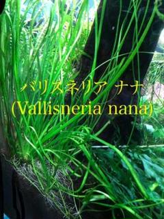 Nana ナナ 9 の中古 未使用品 メルカリ