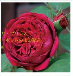 レア 切り花品種 バラ苗 新品種｜Yahoo!フリマ（旧PayPayフリマ）