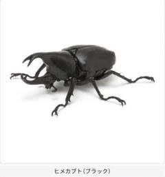 新品未開封　ガシャポン　かぶとむし くわがた すずめばち サソリ あり セット 2025年最新】ガチャポンいきもの大図鑑の人気アイテム - メルカリ