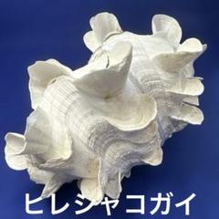 シャコガイ（ヒレシャコ貝）　インテリア　飾り物　アクセサリー　オブジェ