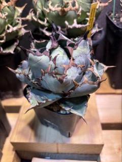 ブラックアンドブルー　super blue ボールタイプ　鉢植え発送 ブラックアンドブルー super blue ボールタイプ 鉢植え発送