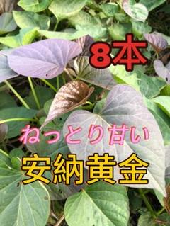 2025年最新】希少 苗の人気アイテム - メルカリ
