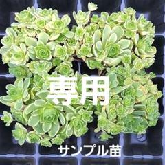keiです。アエオニウム　グリーノビア　まとめ　値下げ中！ kei様専用です。アエオニウム グリーノビア まとめ 値下げ中