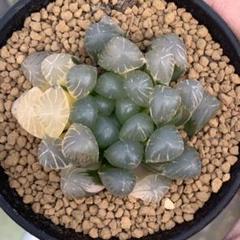 多肉植物 ハオルチア OB-1オブツーサ錦 鮮明錦 糊斑 - メルカリ
