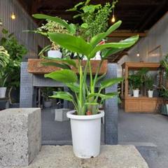 ① ストレリチア オーガスタ 10号 3株植え 特大苗木最高等級極上品‼️ ⑯ ストレリチア オーガスタ 8号3株植え 特大苗木最高等級極上
