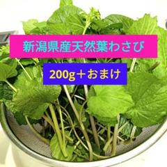 別注品】わさび芋/太茎/花 セット