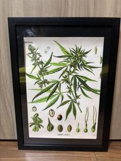 大麻 マリファナ柄 緑　大麻　マリファナ柄　緑　インテリア　ポスター　看板