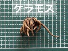 ラナンキュラスラックス　ケラモス　第四種郵便のサムネイル