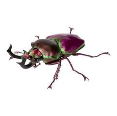 2025年最新】ニジイロクワガタ ムシキングの人気アイテム - メルカリ