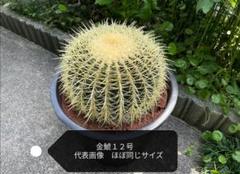 サボテン 金鯱 キンシャチ 12号 逸品 特大 本物 観葉植物 セール