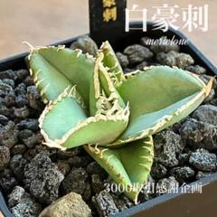 確認用 アガベ 白豪刺TC 上澳園芸 - メルカリ