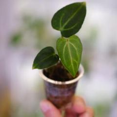 2025年最新】anthurium carlablackiaeの人気アイテム - メルカリ