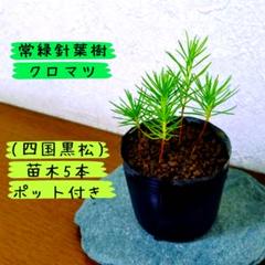【常緑針葉樹】クロマツ(四国黒松)の苗木5本 ポット付きのサムネイル