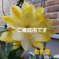 ⭐️ぼー様、専用❗️孔雀サボテン、白狐の精、新珠風車、福宝殿、その他6種類 ⭐️ぼー様、専用❗️孔雀サボテン、白狐の精、新珠風車、福宝殿