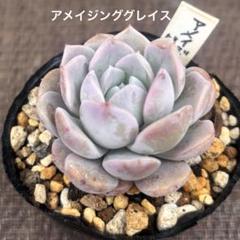 INCOLAY STONE インコレイストーン ジュエリーボックス カメオ