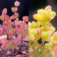 速達　3個　紅宝石+米粒+　蜜橘　発根済み　美苗　多肉植物 セール ドロサンテマム 蜜橘 発根済み 大苗 希少 美苗 多肉植物