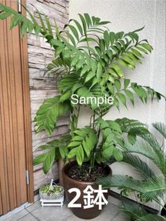 さぬきち　チャメドレア2種セット 楽天市場】内祝い（種類（植物）チャメドレア）（観葉植物｜花