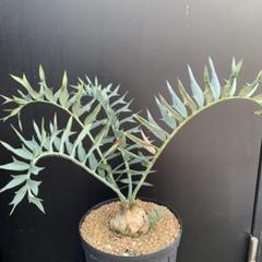 25 エンセファラルトス ホリダス 超特大 葉多数 丸々 送料無料 エンセファラルトス ホリダス Encephalartos horridus NO.4 |