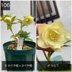 2025年最新】かぐや姫 クリスマスローズの人気アイテム - メルカリ