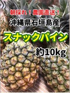 品質は非常に良い 沖縄県石垣島産スナックパイン約10kgパイナップル メルカリ - Fruit