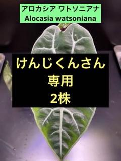 一時値下げ中 超大株 希少 アロカシア ワトソニアナ レア 鉢ごと