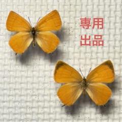 蝶の標本　ツマアカcollection(珍珍) 81ZajB3JZQL._UF350,350_QL80_.jpg