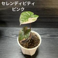 ショコラ☺︎︎アロカシア　セレンディピティ　ピンク　斑入り　バリエガータ 🌱Alocasia Serendipity variegated🌱 アロカシア